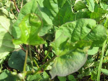 Ipomoea batatas   - 