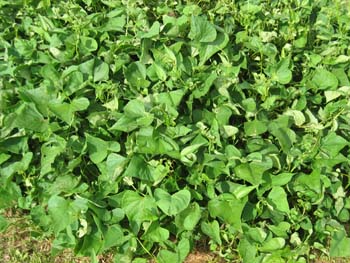 Ipomoea batatas   - 
