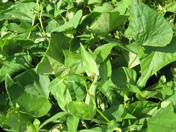 Ipomoea batatas   - 