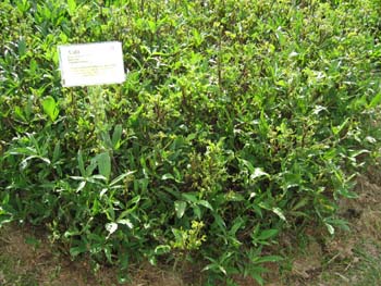 Ipomoea batatas   - 