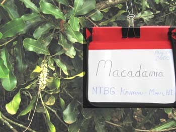 Macadamia integrifolia   - 