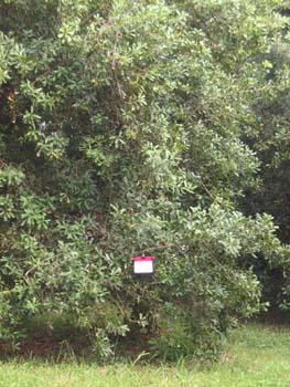 Macadamia integrifolia   - 
