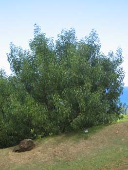 Acacia koaia   - full view