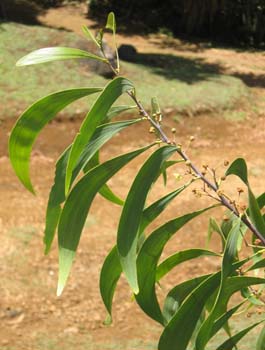 Acacia koaia   - single branch