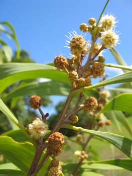 Acacia koaia   - flower detail