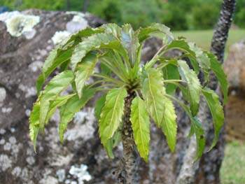 Delissea rhytidosperma   - crown