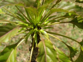 Delissea rhytidosperma   - flower detail