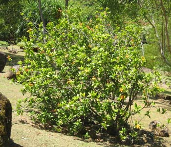 Hibiscus kokio subsp. saintjohnianus  - 