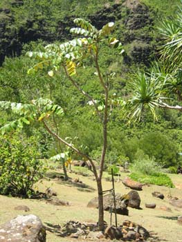 Polyscias racemosa   - 