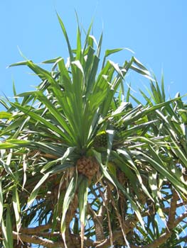 Pandanus tectorius   - tree detail with fruit