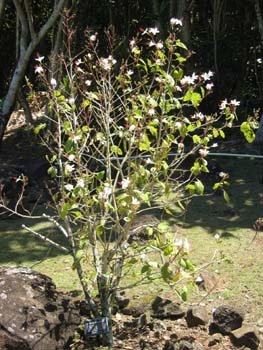Hibiscus waimeae subsp. hannerae  - Habit, in full flower
