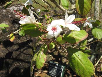 Hibiscus waimeae subsp. hannerae  - Flowering branch