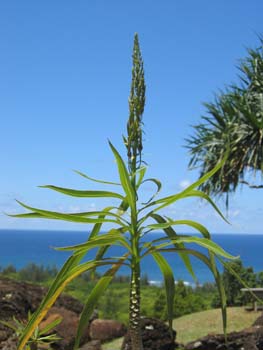 Lobelia niihauensis   - detail