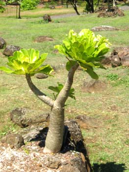 Brighamia insignis   - Habit, with atypical side branch