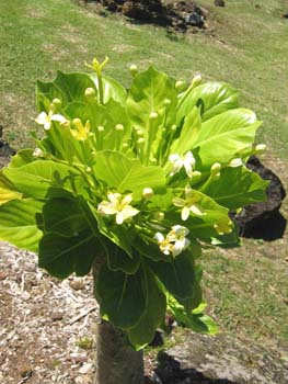 Brighamia insignis   - Leaves and flowers