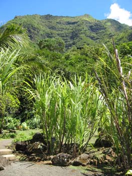 Saccharum officinarum   - 
