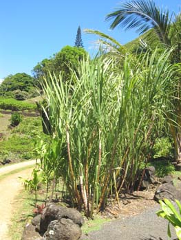 Saccharum officinarum   - yellow stem