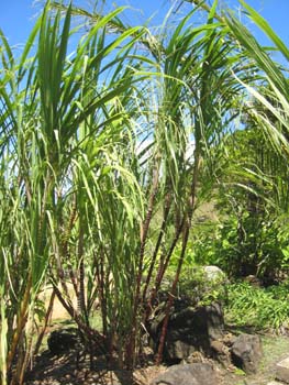 Saccharum officinarum   - red stem