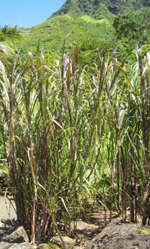 Saccharum officinarum   - 
