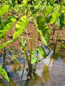 Colocasia esculenta   - Habit in wetland