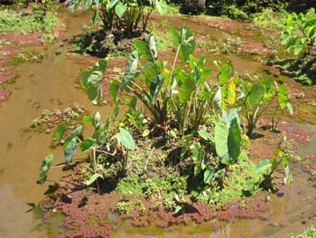 Colocasia esculenta   - Habit in wetland