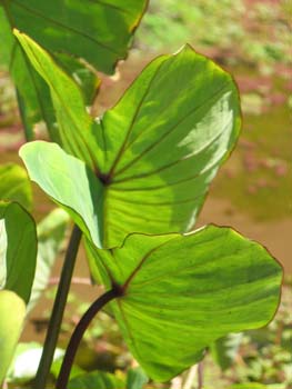 Colocasia esculenta   - plant detail