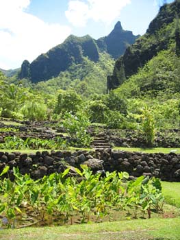 Colocasia esculenta   - Taro planting in rock wall terraces (lo'i kalo) in the Limahuli watershed (ahupua'a)