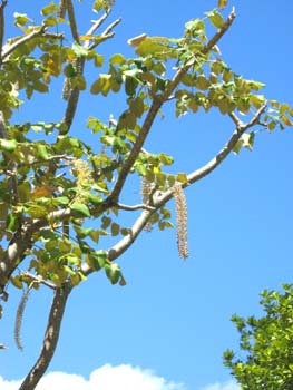 Polyscias racemosa   - 