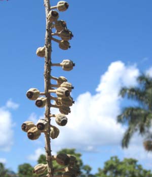 Polyscias racemosa   - flower detail