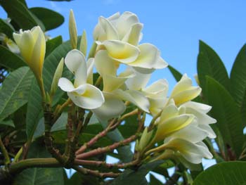 Plumeria rubra   - flower detail