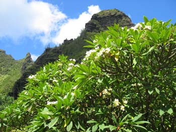 Plumeria rubra   - 