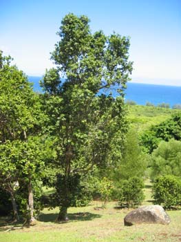 Metrosideros polymorpha   - 