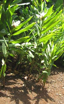 Hedychium coronarium   - 