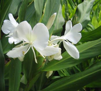 Hedychium coronarium   - flower detail