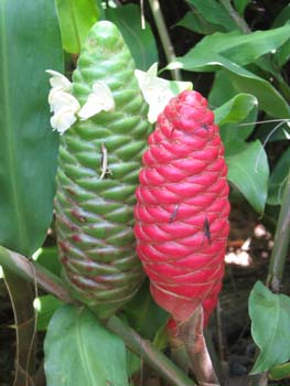 Zingiber zerumbet   - Bracts with flowers