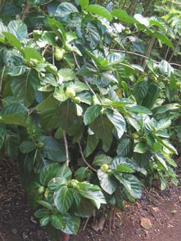 Morinda citrifolia   - 