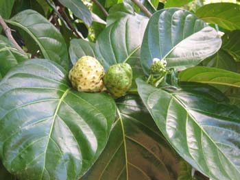 Morinda citrifolia   - fruit and flowers