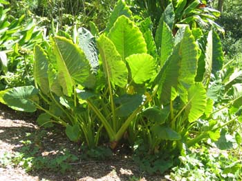 Alocasia macrorrhizos   - 