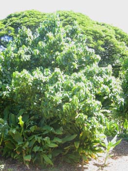 Thespesia populnea   - 