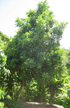 Calophyllum inophyllum   - 