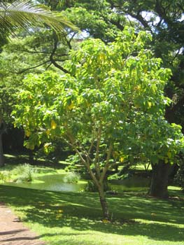 Cordia subcordata   - 