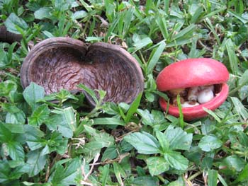 Sterculia foetida   - Empty split fruit (L) and ripe fruit with seeds (R)