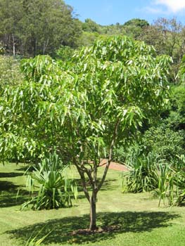 Aleurites moluccana   - 