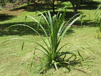 Pandanus tectorius   - smooth-edged leaf variety