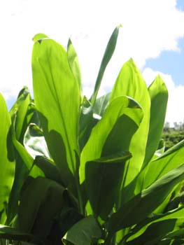 Cordyline fruiticosa   - Green leaf form