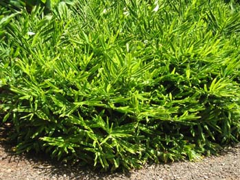 Zingiber zerumbet   - 