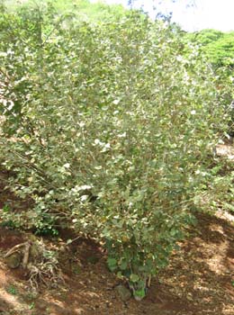 Hibiscadelphus distans   - 