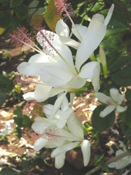 Hibiscus arnottianus   - flowers