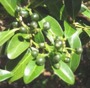 Psydrax odorata   - fruit