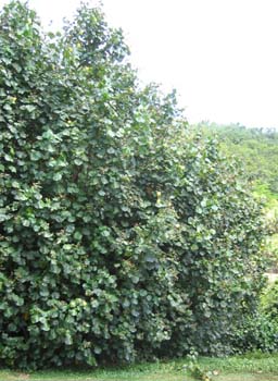 Hibiscus tiliaceus   - 